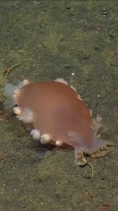 Image result for Tritonia moggii