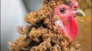 We did not find results for: Chicken With Curly Feather Youtube