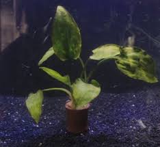 16 Jenis Tanaman Aquascape Yang Ada Disekitar Kita