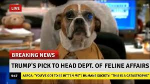 Small Doggo Dump Geek Humor Fandom Funny The Funny