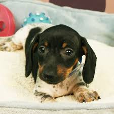 Black And Cream Dachshund Puppies For Sale Dachshund Puppies For Sale Dachshund Puppies Dachshund Dachshund Puppy Black