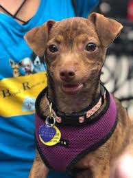 Petland knoxville has dachshund puppies for sale! Adopt Colin On Petfinder Dog Adoption Shelter Dogs Adoption Dachshund Pets