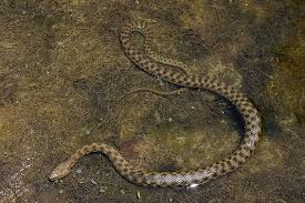 14 Animals You Didn'T Know Live In The Nile - Scoop Empire