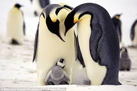 How to solve related rates problems: 60 Million Year Old Giant Penguin Stood At 5ft 8ins Daily Mail Online