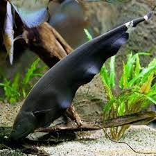 Black Ghost Knifefish Apteronotus Albifrons The Fishkeeper Aquariumfreshwaterfishtanks Aquarium Fish Freshwater Aquarium Fish Freshwater Aquarium
