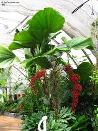 Image result for Licuala grandis