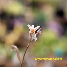 Image result for Euphorbia baylissii