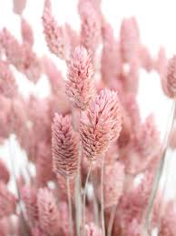 And raised in greenbelt, maryland. Phalaris Glanzgraser Getrocknet Rosa Gefrostet Bestellen Blumigo
