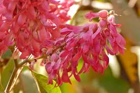 Image result for Triplaris americana