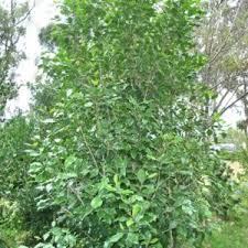 Image result for Olea capensis