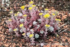 Sedum Fetthenne Fettblatt Gartnern Mit Stauden