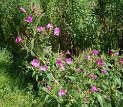Image result for Epilobium salignum