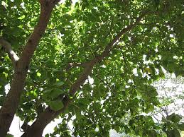Image result for Cordia sp.A.
