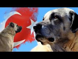 turklere ait 10 kopek irki youtube