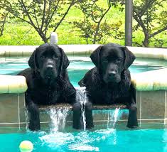 However, do not assume any dog has a sound temperament just because it is learn what a purebred labrador should look like and how it should behave with people, children and other dogs. Pqpo5cfb7dkblm