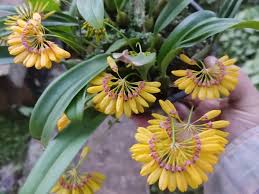 Image result for Bulbophyllum ballii