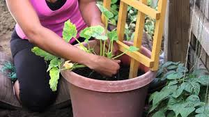 The great part about growing zucchini in containers is that you can place your pots anywhere in your yard, to get the best sunlight. How To Stake A Zucchini Plant In A Container The Chef S Garden Youtube