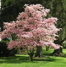 Flowers of a flowering dogwood courtesy g. Cornus Florida Rubra Pink Flowering Dogwood On Plantplaces Com Pink Dogwood Tree Dogwood Trees Dogwood Tree Landscaping