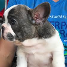 Maybe you would like to learn more about one of these? French Bulldog Puppies Ohio French Bulldog Adoption Near Me