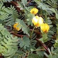 Image result for Aeschynomene