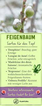 Feigenbaum Sorten Winterharte Sorten Fur Den Garten Feigenbaum Winterhart Straucher Pflanzen
