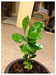 See full list on thespruce.com Neem Oil Damage