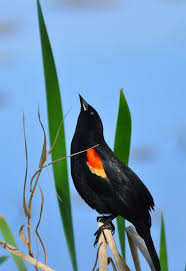 Black Bird With Red And Yellow Wing Tips Red Winged Blackbird Black Bird Birds Bird Feathers