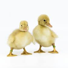 The american pekin duck accounts for 90% of the commercially reared ducks in the united states of america. Ducklings Jumbo Pekin