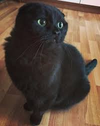 From famous cat names in literature to famous cartoon cat names, this collection is designed to scratchy (one of the best famous grey cat names). 350 Cat Names From Movies And Books Cat Names Pet Cat Toys Cats