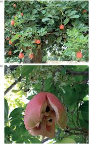 Image result for Sapindaceae