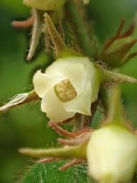 Image result for Diospyros kabuyeana