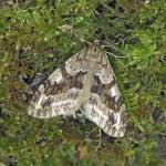 Image result for Trichopteryx