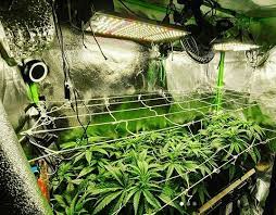 A 400w led grow light will cover a 2.5 x 2.5 ft space. Spider Farmer Led Grow Lights How Do They Compare 2021