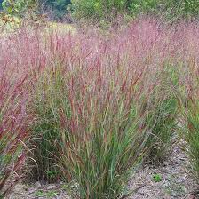 Ornamental grasses are a large family of beautiful perennial plants that add texture, color and movement to the garden. Shenandoah Switch Grass Panicum Virgatum Shenandoah High Country Gardens