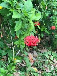 Unlike the rest of physalis that is native to the americas, this species is native to the regions covering southern europe to south asi. Hibiscus Schizopetalus Or Fringed Rosemallow Or Japanese Lantern Stock Photo Picture And Royalty Free Image Image 146476153
