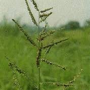 Image result for Acroceras macrum