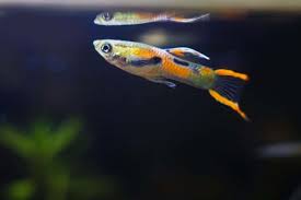 Endler Guppy Fish Care Guide And Breeding In 2020 Betta Guppy Fish Breeds