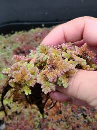 Image result for Azolla