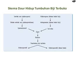 Maybe you would like to learn more about one of these? Bab 7 Tumbuhan