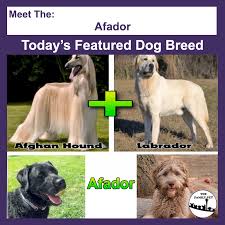 All orders are custom made and most ship worldwide within 24 hours. The Family Pet Today S Featured Dog Breed Afador Facebook