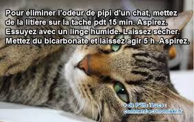Pour Enlever Un Pipi De Chat Et L Odeur Utilisez De La Litiere Et Du Bicarbonate Urine De Chat Odeur Urine Odeur De Pipi