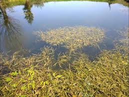 Image result for Potamogeton schweinfurthii