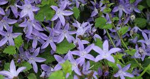 Campanula Poscharskyana Blue Waterfall Buy Online At Annie S Annuals Campanula Plants Perennial Plants