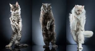 Кошка cat walk незадолго до поездки в исландии﻿. Photos Cutest Catwalk Model Cats Show Off To The Camera