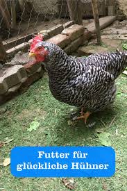 Huhnerfutter Fur Gluckliche Huhner Gartenbob De Der Garten Ratgeber Huhner Futter Huhnerfutter Huhner