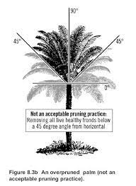 Overpruned Palm Tree Pruning Tree Care Tree Pruning Prune