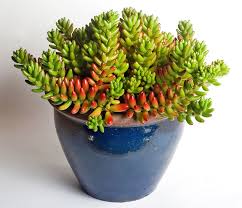 Le piante grasse pendenti sono specie vegetali impiegate a scopo ornamentale. Come Innaffiare Le Piante Grasse I Consigli Di Giromagi Cactus