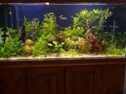 Post Your Pool Filter Sand Tanks The Planted Tank Forum Pool Filter Sand Pool Filters Sand Tank