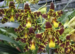 Image result for Ansellia