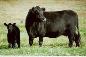 Black Angus Calves For Sale Near Me Black Angus Cow And Calf Cow Calf Cow Calves